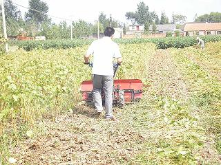 大豆專用收割機，黃豆割曬機